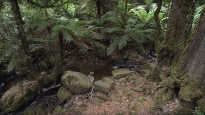 small creek running through fern gully in warburton victoria