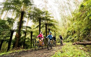 Family mountain biking through forest - Warburton Mountain Bike Destination