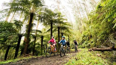 Family mountain biking through forest - Warburton Mountain Bike Destination